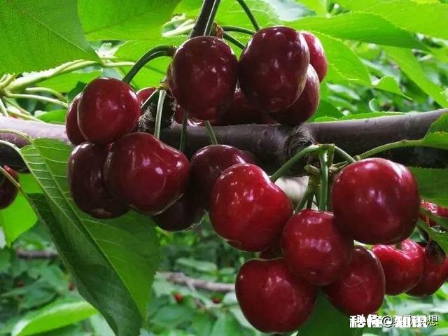 布鲁克斯和拉宾斯哪个好