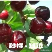 布鲁克斯和拉宾斯哪个好