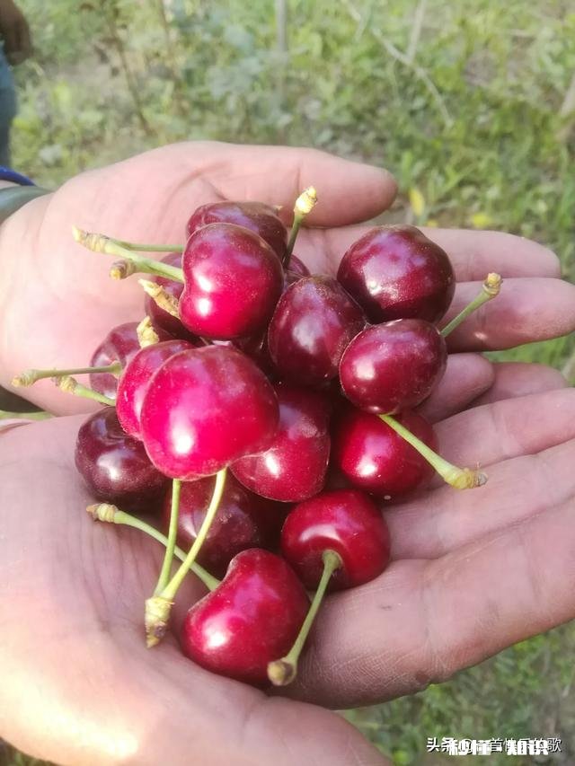 布鲁克斯和拉宾斯哪个好