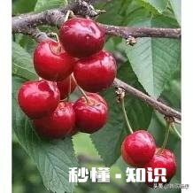 布鲁克斯和拉宾斯哪个好