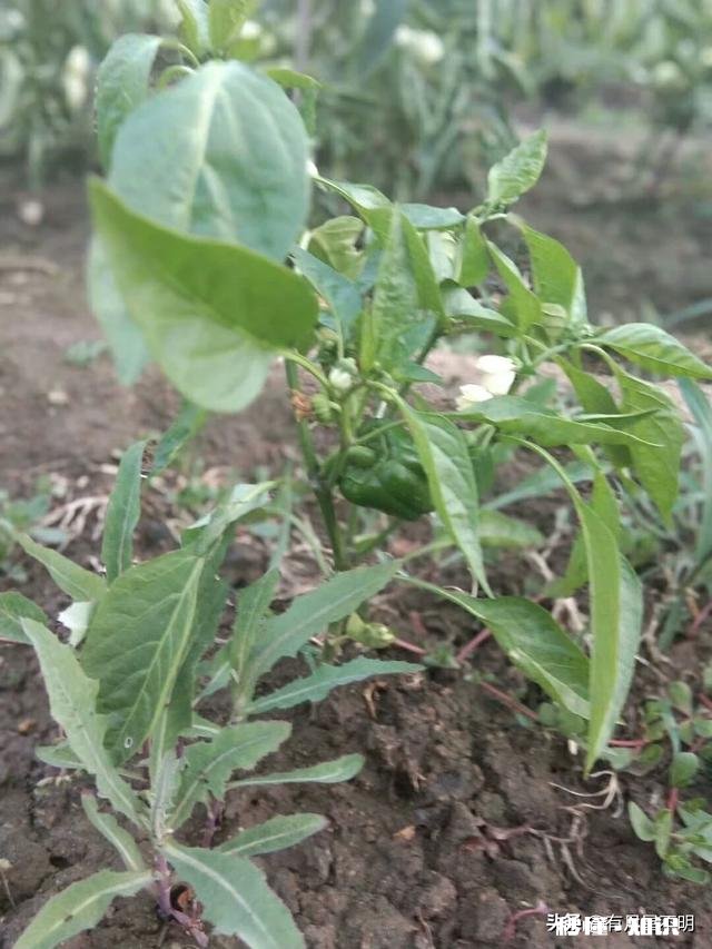 夏天你对夏天想说些什么