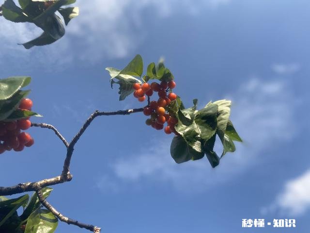 什么品种的樱桃好吃