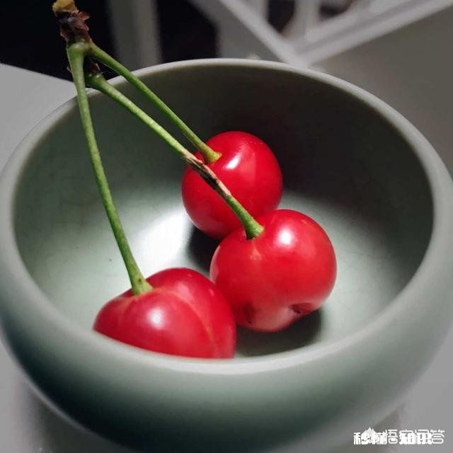 什么品种的樱桃好吃