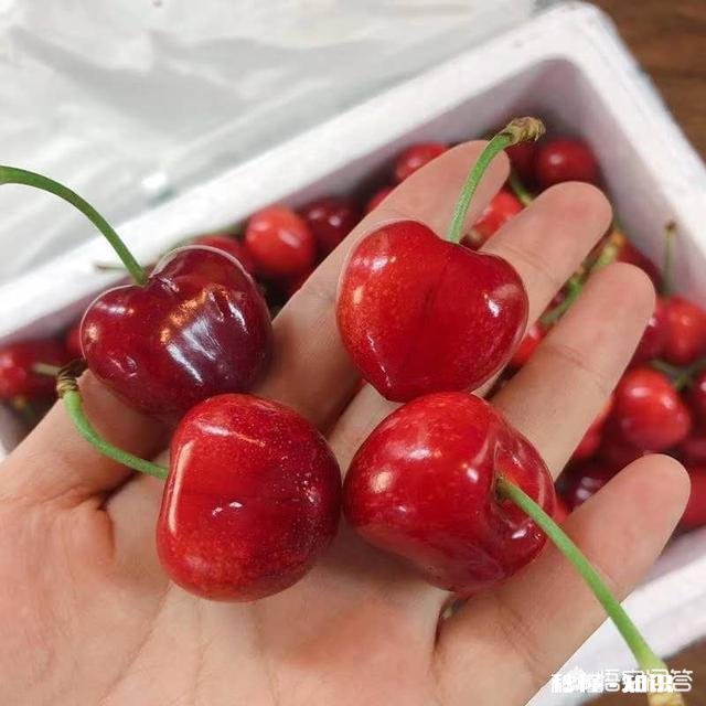 什么品种的樱桃好吃