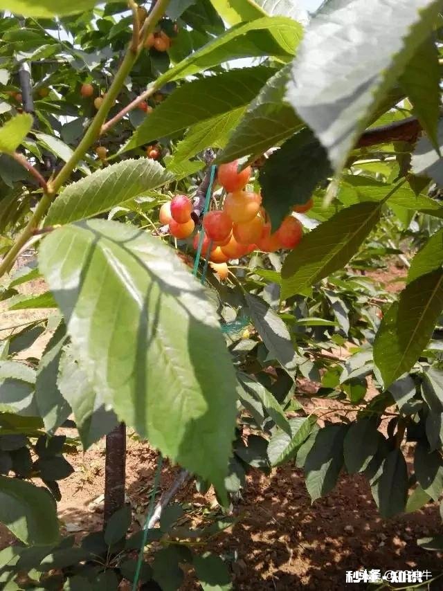 什么品种的樱桃好吃