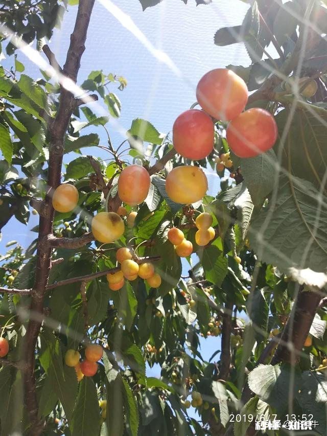 什么品种的樱桃好吃