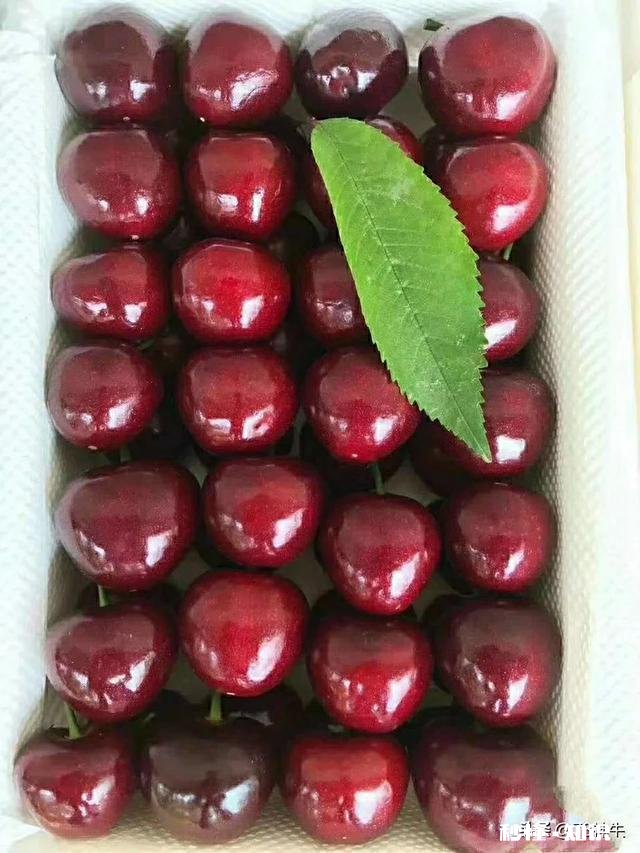 什么品种的樱桃好吃