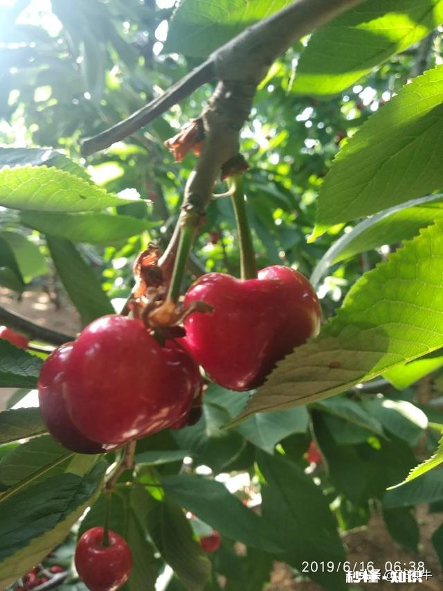 什么品种的樱桃好吃