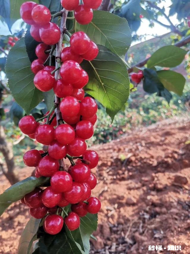 什么品种的樱桃好吃