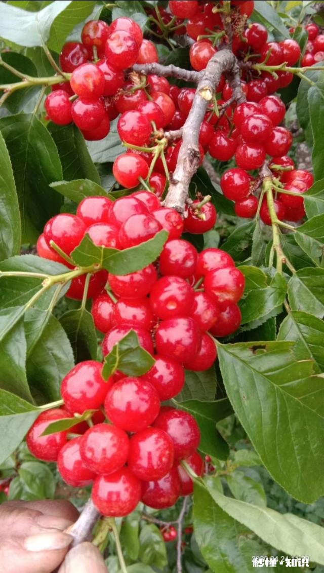 什么品种的樱桃好吃