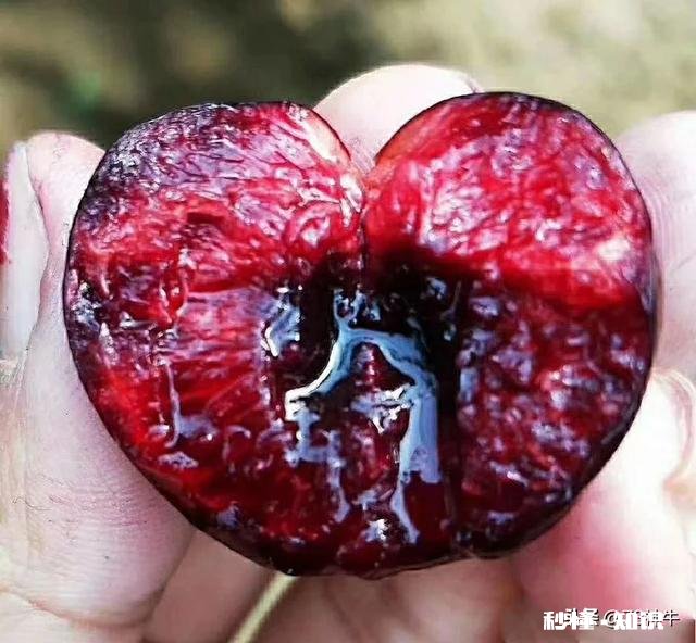 什么品种的樱桃好吃