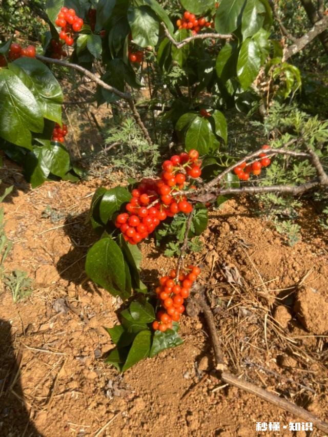 什么品种的樱桃好吃