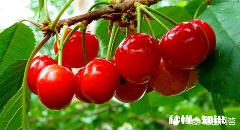 什么品种的樱桃好吃