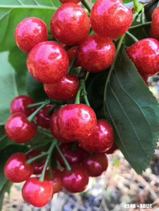 什么品种的樱桃好吃