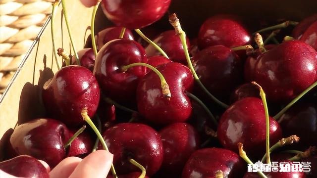 什么品种的樱桃好吃