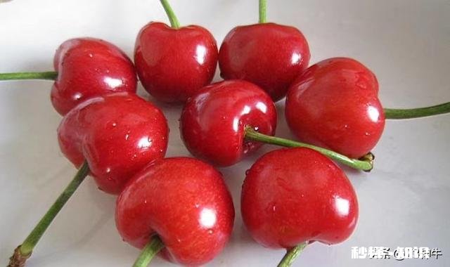 什么品种的樱桃好吃