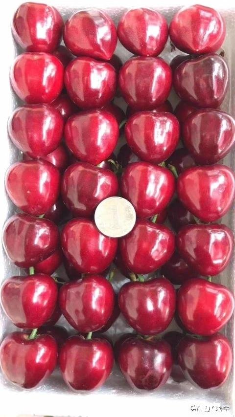 什么品种的樱桃好吃