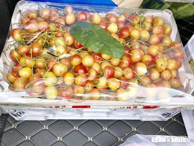 什么品种的樱桃好吃