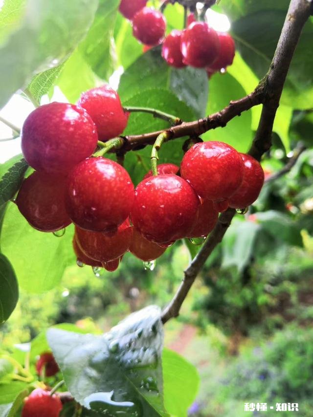 什么品种的樱桃好吃