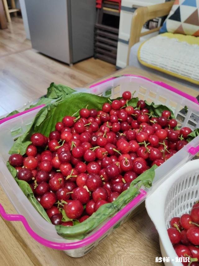 什么品种的樱桃好吃