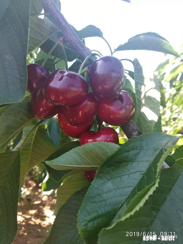 什么品种的樱桃好吃