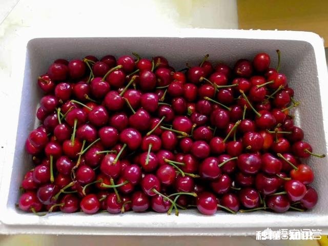 什么品种的樱桃好吃