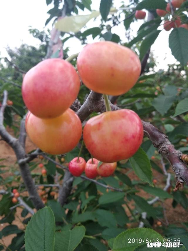 什么品种的樱桃好吃