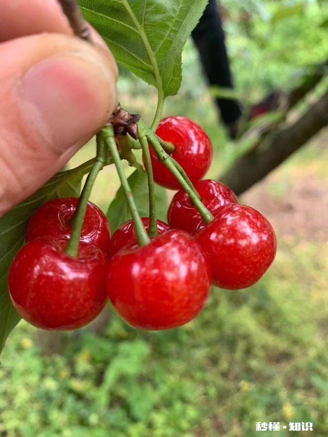 什么品种的樱桃好吃