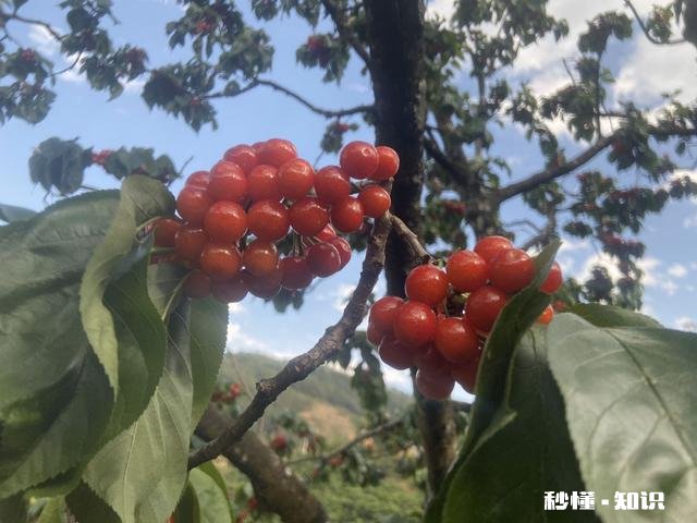 什么品种的樱桃好吃