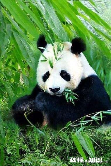 成都有哪些景点值得玩一下，逛一下有哪些餐厅好吃湖北人来成都旅游几天爱吃辣