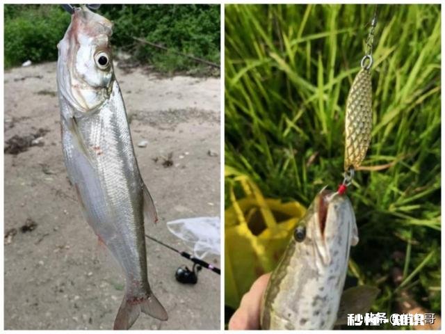 钓鱼人，30元一小时的路亚钓坑，您觉得价格合适吗