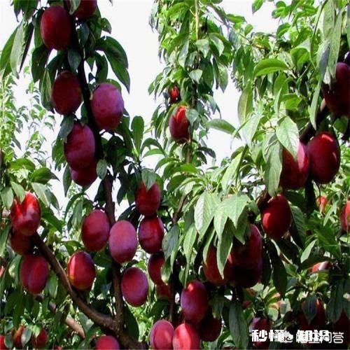 李子树能榢接在樱桃树上吗