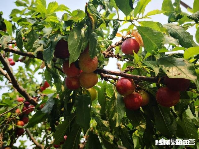 李子树能榢接在樱桃树上吗