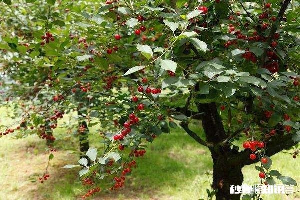 李子树能榢接在樱桃树上吗