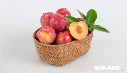 李子树能榢接在樱桃树上吗