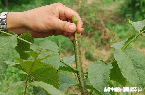 李子树能榢接在樱桃树上吗