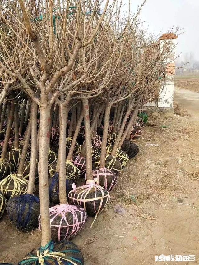 李子树能榢接在樱桃树上吗