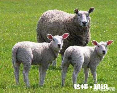 羊鼻流污涕，怎么冶