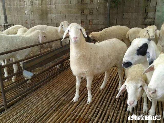 羊鼻流污涕，怎么冶