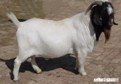 羊鼻流污涕，怎么冶