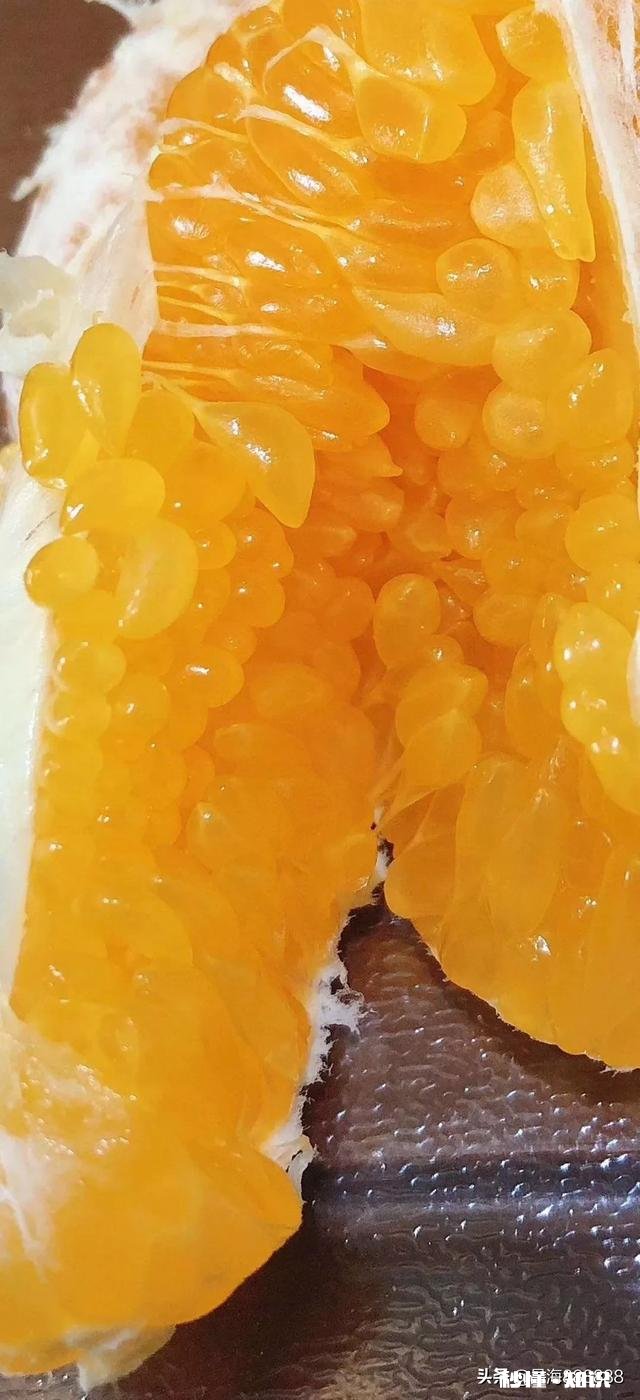 请问，柑桔树施过肥可以嫁接吗