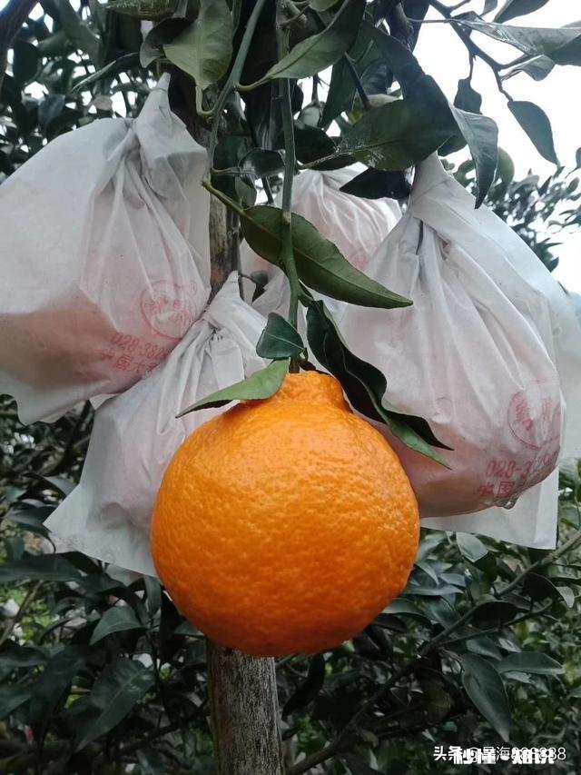 请问，柑桔树施过肥可以嫁接吗