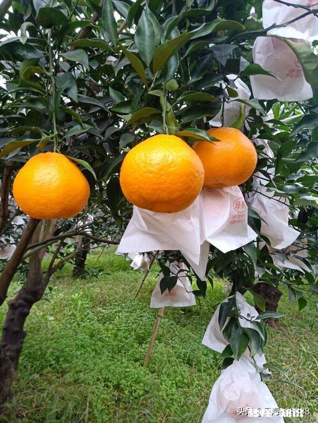 请问，柑桔树施过肥可以嫁接吗