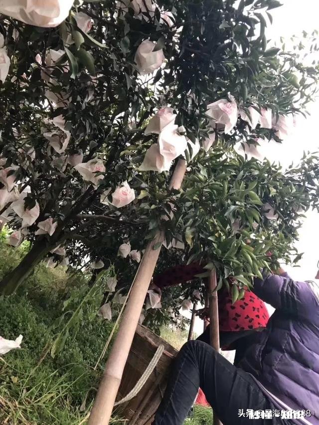 请问，柑桔树施过肥可以嫁接吗