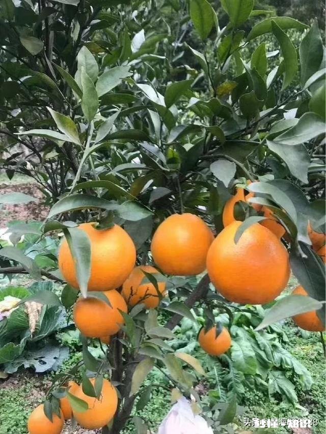 请问，柑桔树施过肥可以嫁接吗