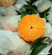 请问，柑桔树施过肥可以嫁接吗