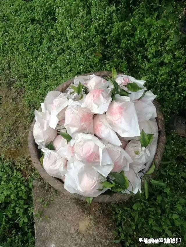 请问，柑桔树施过肥可以嫁接吗