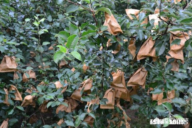 八月份果园管理应注意哪些问题