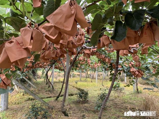 八月份果园管理应注意哪些问题