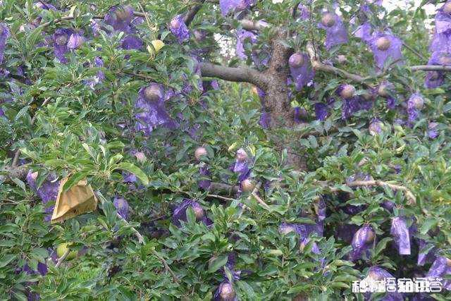 八月份果园管理应注意哪些问题